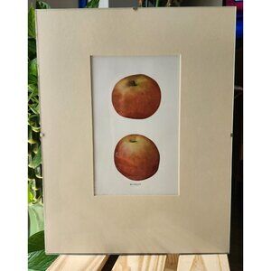 Minimalist Framed 11x14 McLellan Apple Print from The Apples of New York